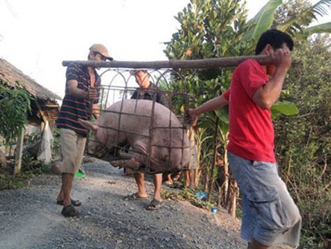 Lợn quá lứa đang được thương lái Trung Quốc thu gom mạn